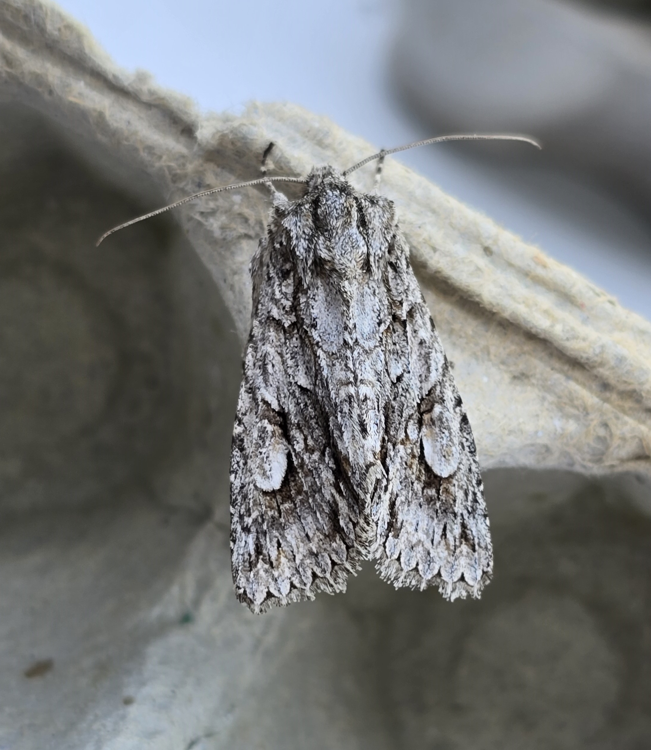 Photo of Double-spot Brocade (Meganephria bimaculosa)